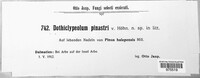 Image of Dothiclypeolum pinastri